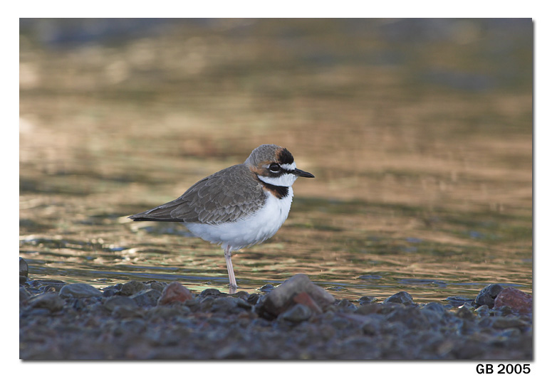 COLLARED PLOVER